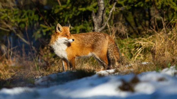 Flauschiger Rotfuchs steht im Wald in der Winternatur bei Sonnenuntergang. — Stockfoto