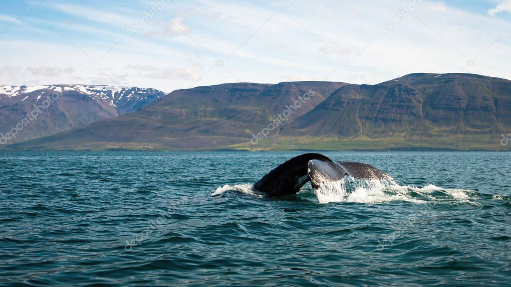 Humpback whale breaching from water in Icelandic nature.