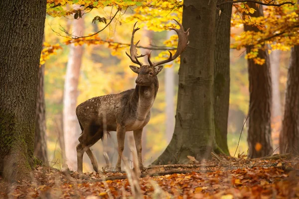 Stora dovhjortar står i skogen i höst natur. — Stockfoto