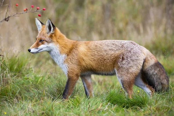 秋の緑の牧草地を歩く赤狐. — ストック写真