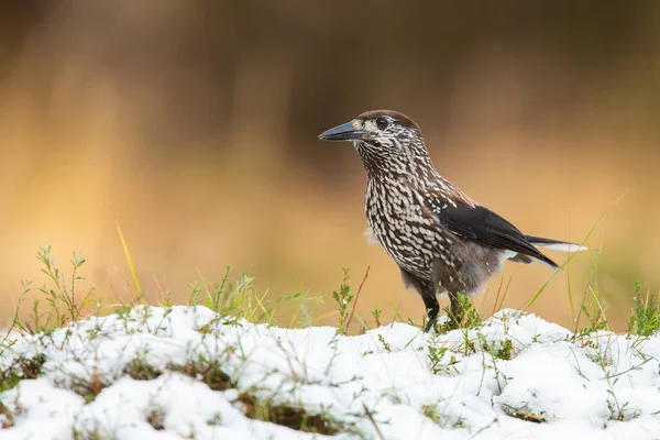 Pequeño cascanueces manchado de pie sobre la hierba en invierno. —  Fotos de Stock