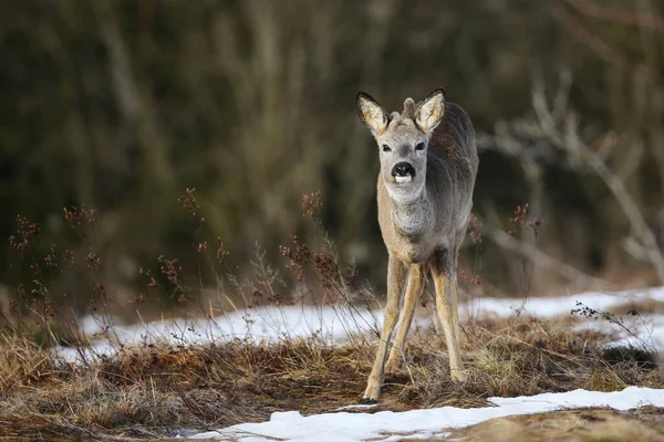 Młody kozioł jeleni stojący na łące w zimie natura. — Zdjęcie stockowe