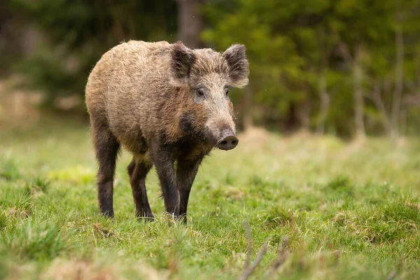 Hairy wild boar walking on meadow in autumn nature. — Stock Photo, Image