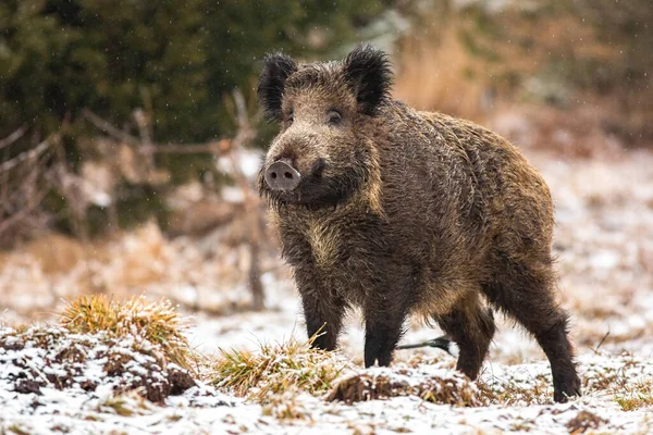 Wild boar standing on meadow in snowing nature. — Stock Photo, Image