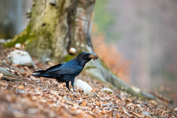 Cuervo común sosteniendo un cono en el pico en la naturaleza de otoño. —  Fotos de Stock