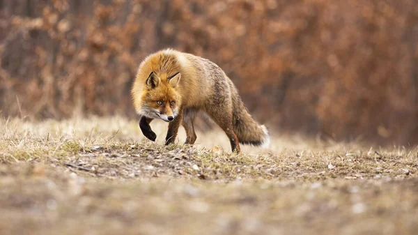 Стелс червона лисиця, що ходить на лузі восени . — стокове фото