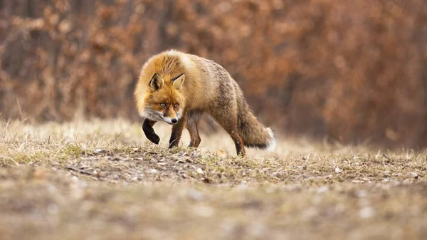 Smygande röd räv går på äng i höst natur. — Stockfoto