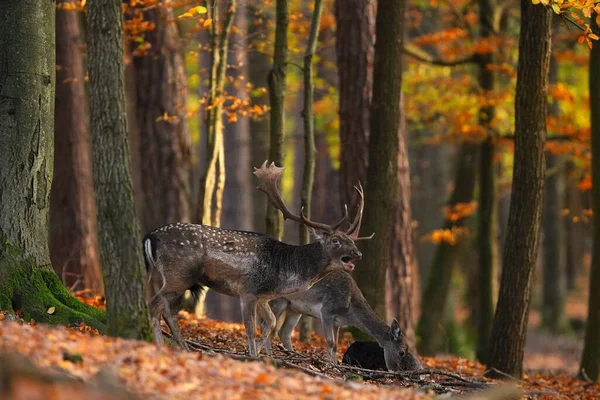 Dominant dovhjort vrålar i skogen på hösten. — Stockfoto