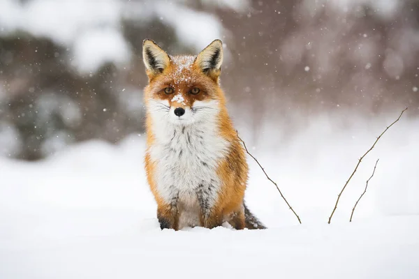 Calmo raposa vermelha sentado na neve no inverno natureza. — Fotografia de Stock