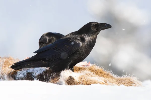 Corvo comune in piedi sulla preda nella neve in inverno. — Foto Stock