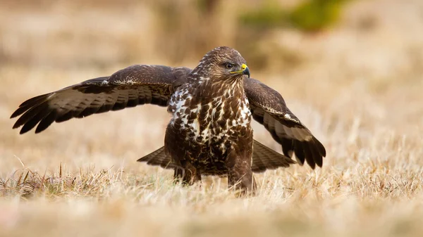 Mäusebussard landet im Herbst auf Wiese. — Stockfoto