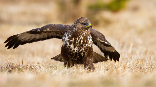 Common buzzard landing on meadow in autumn nature.