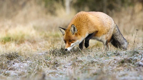 Raposa vermelha curiosa farejando algo no chão no outono natureza. — Fotografia de Stock