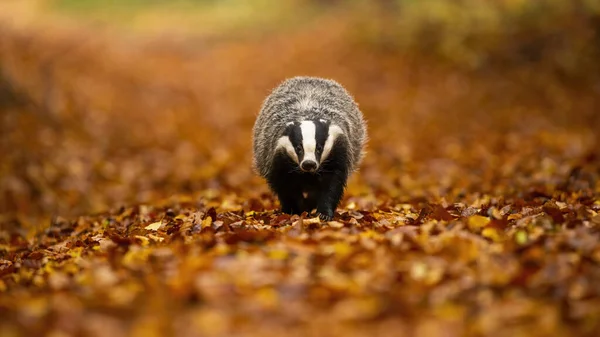Badger Eropa berjalan di dedaunan oranye di alam musim gugur. — Stok Foto