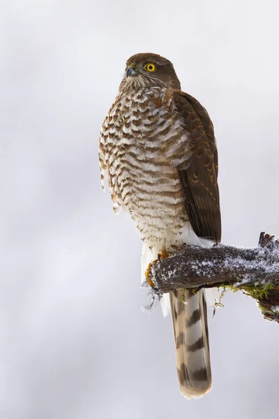 Dominant eurasian sparrowhawk sitting on bough in winter. — Stock Photo, Image