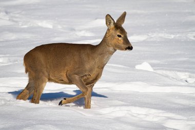 Roe geyiği kışın derin karlar içinde yürüyor..