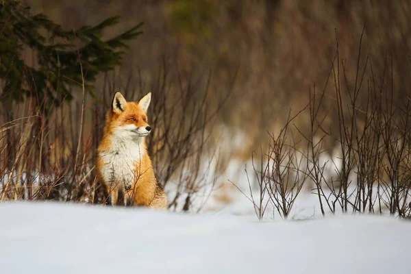 Kızıl tilki kışın karlı çayırlarda oturuyor.. — Stok fotoğraf