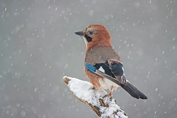 Eurasiska kajen sitter på grenen under snöstormen. — Stockfoto