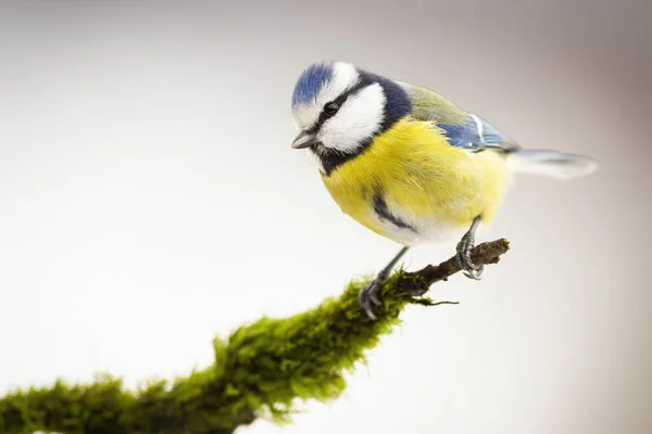 Eurasian blue tit sitting on mossy branch in winter. — Photo