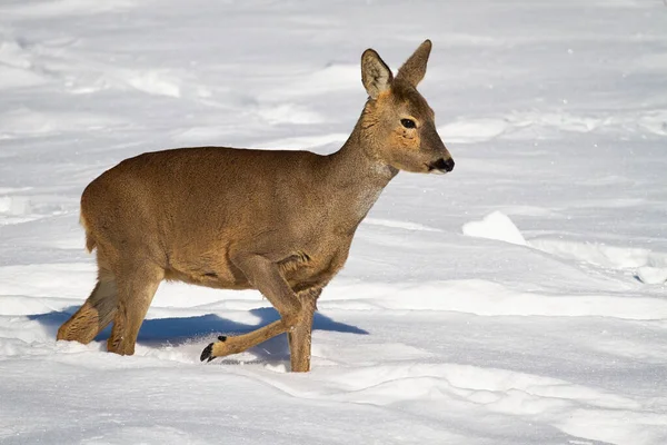 Ciervo ciervo caminando a través de la nieve profunda en la naturaleza de invierno. —  Fotos de Stock