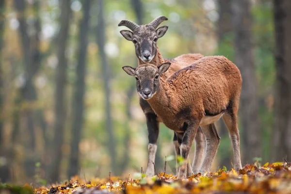 Dos jóvenes muflones mirando a la cámara en el bosque de otoño. — Foto de Stock