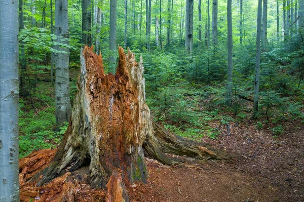 Розкладання старого дерева в Карпатському первобутньому буковому лісі. — стокове фото