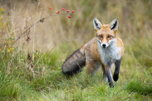 Zorro rojo acercándose en el prado en otoño naturaleza. —  Fotos de Stock