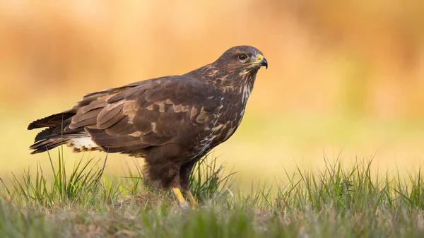 Ausgewachsener Mäusebussard sitzt im Herbst auf Wiese. — Stockfoto