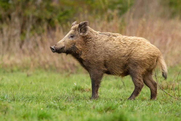 Big wild boar standing on meadow in autumn nature. — Stock Photo, Image
