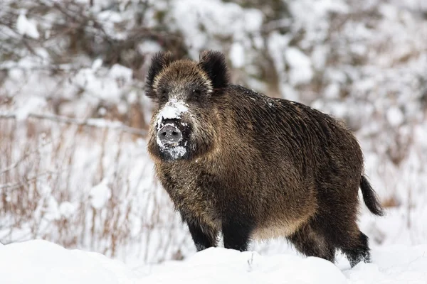 Wild boar standing on meadow in wintertime nature. — Stock Photo, Image