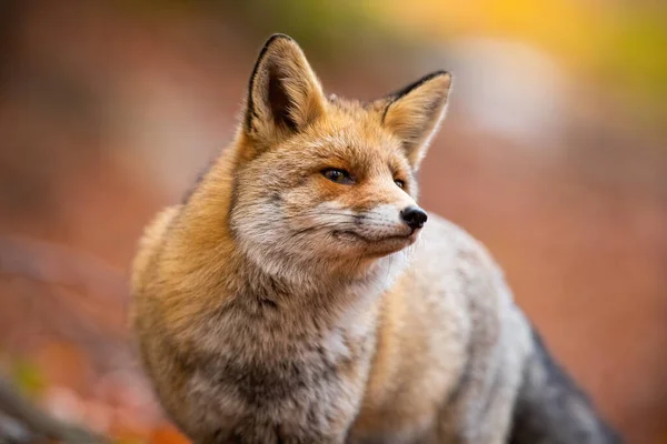 Czerwony lis patrząc na aparat fotograficzny jesienią natura. — Zdjęcie stockowe