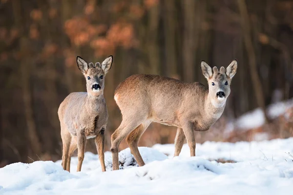 Два молодых оленя зимой стоят на поле.. — стоковое фото