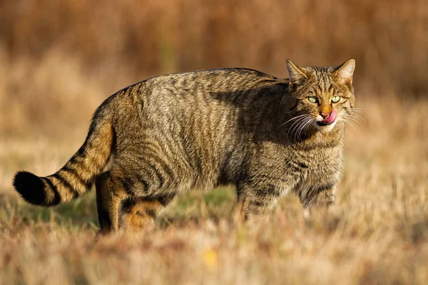 Europese wilde kat wandelen op gras in de herfst natuur. — Stockfoto