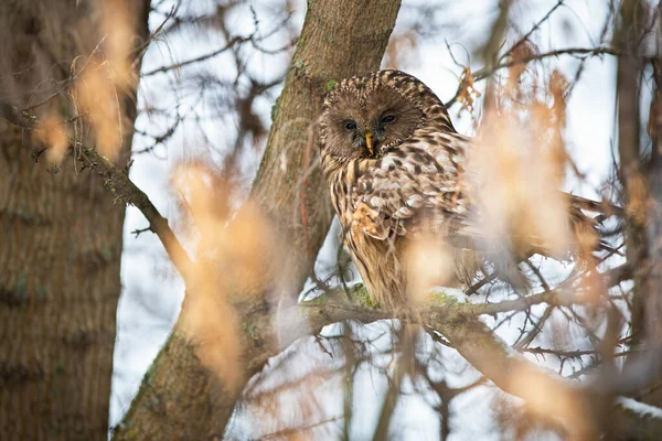 Сонная сова зимой сидит на дереве. — стоковое фото