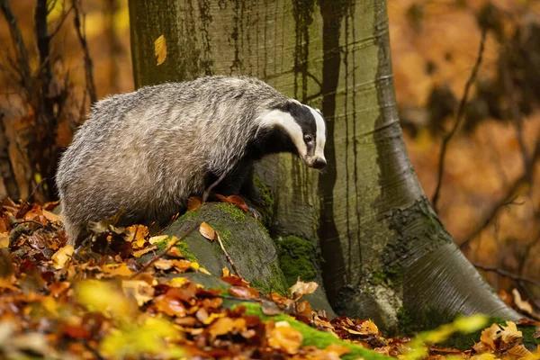 Badger Eropa berdiri di atas batu di alam musim gugur. — Stok Foto
