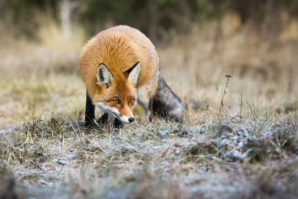 Pluizige rode vos jagen op weide in de herfst natuur. — Stockfoto