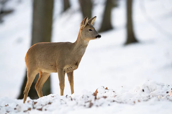 Sarna sarna stojąca w lesie w zimie natura. — Zdjęcie stockowe