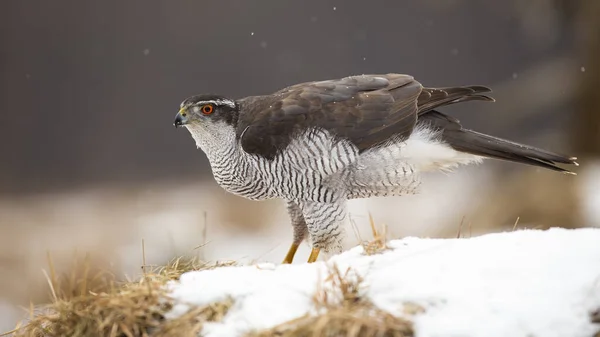 Majestic northern goshawk sitting on snow in winter. — Stock Photo, Image