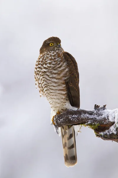 Majestic eurasiatico sparviero seduto su ramo in inverno. — Foto Stock