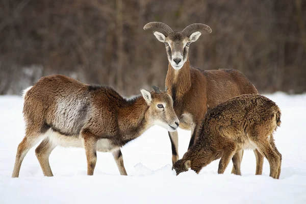 Los muflones de los árboles se alimentan de nieve en invierno. —  Fotos de Stock