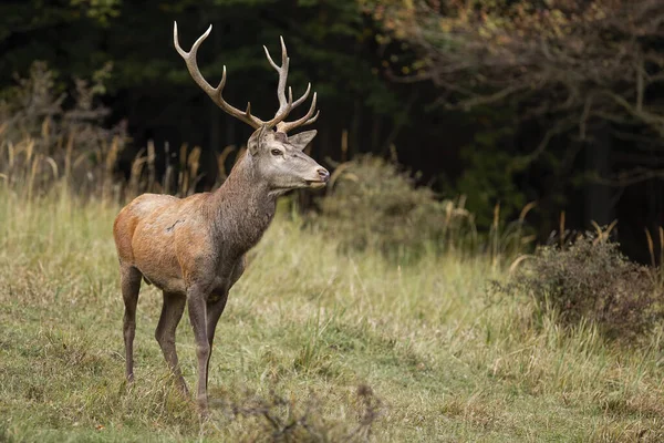 秋天里，雄伟的红鹿站在森林的林间空地上. — 图库照片