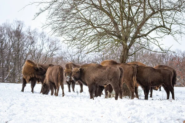 Avrupa bizonları sürüsü kışın ormanda duruyor.. — Stok fotoğraf