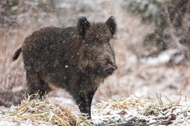Büyük yaban domuzu kar yağarken çayırda yürüyor..