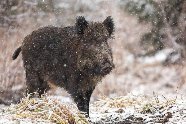 Big wild boar walking on meadow in nature during snowing. — Stock Photo, Image