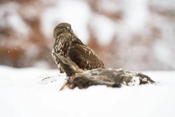 Maestoso avvoltoio comune seduto sul prato in inverno. — Foto Stock