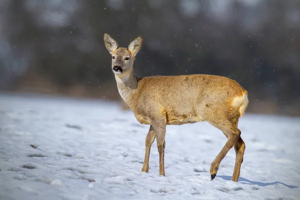 Chevreuil biche debout sur la prairie blanche pendant la neige. — Photo