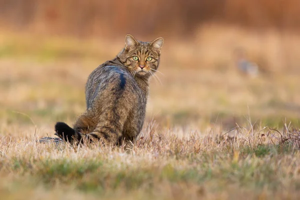 Surprised european wildcat turning back on meadow. — Stock Photo, Image