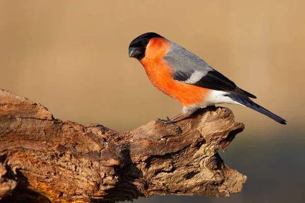 Mužské eurasijské bullfinch sedí na větvi v podzimní přírodě — Stock fotografie