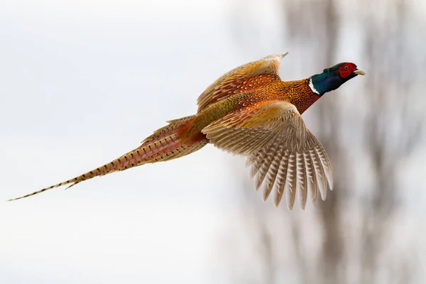 Common pheasant flying in the air in winter nature. — Stock Photo, Image