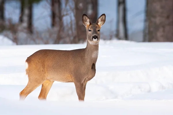 Alert sarna sarna sarna stojąca na łące w zimie natura. — Zdjęcie stockowe